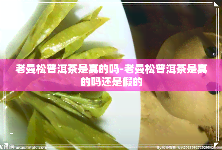 老曼松普洱茶是真的吗-老曼松普洱茶是真的吗还是假的