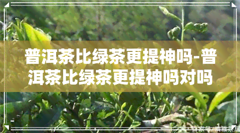 普洱茶比绿茶更提神吗-普洱茶比绿茶更提神吗对吗