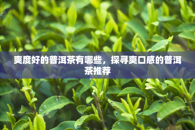 爽度好的普洱茶有哪些，探寻爽口感的普洱茶推荐