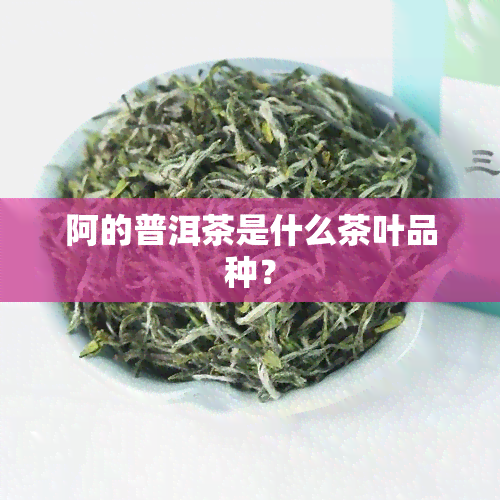 阿的普洱茶是什么茶叶品种？