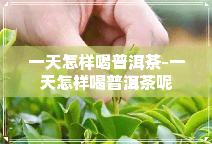 一天怎样喝普洱茶-一天怎样喝普洱茶呢