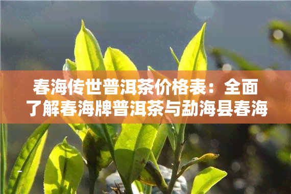 春海传世普洱茶价格表：全面了解春海牌普洱茶与勐海县春海茶厂产品的价格信息及图片