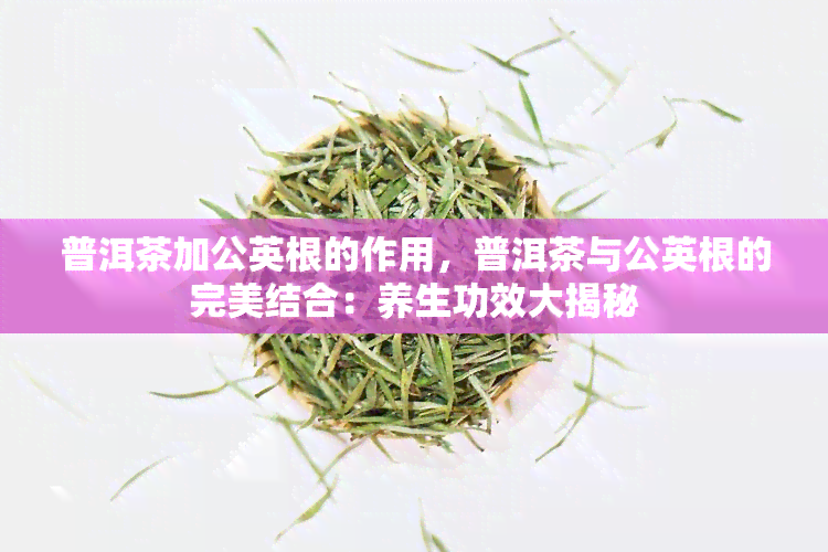 普洱茶加公英根的作用，普洱茶与公英根的完美结合：养生功效大揭秘