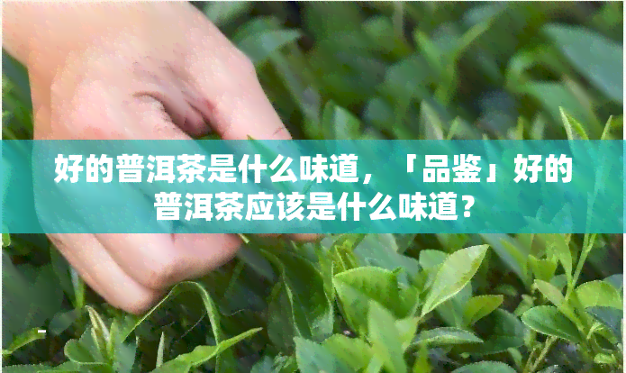 好的普洱茶是什么味道，「品鉴」好的普洱茶应该是什么味道？