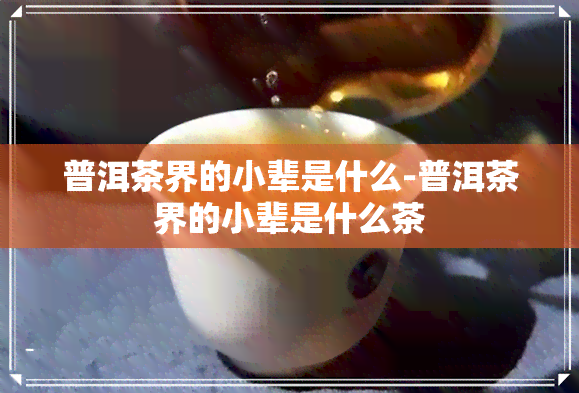 普洱茶界的小辈是什么-普洱茶界的小辈是什么茶