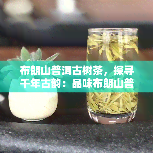 布朗山普洱古树茶，探寻千年古韵：品味布朗山普洱古树茶的魅力