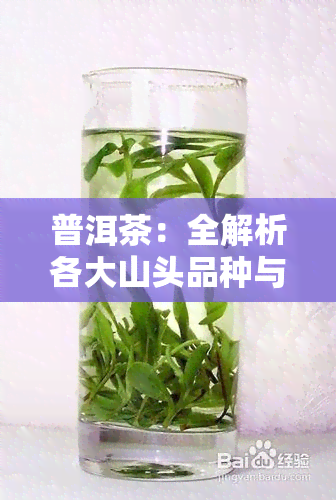 普洱茶：全解析各大山头品种与产地