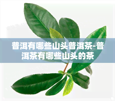 普洱有哪些山头普洱茶-普洱茶有哪些山头的茶