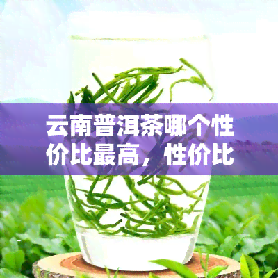 云南普洱茶哪个性价比更高，性价比之王：云南普洱茶哪个更优？