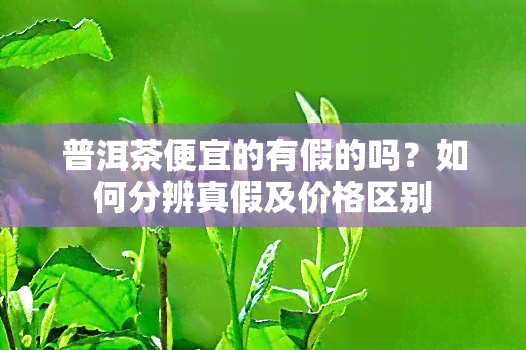 普洱茶便宜的有假的吗？如何分辨真假及价格区别