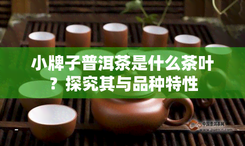 小牌子普洱茶是什么茶叶？探究其与品种特性