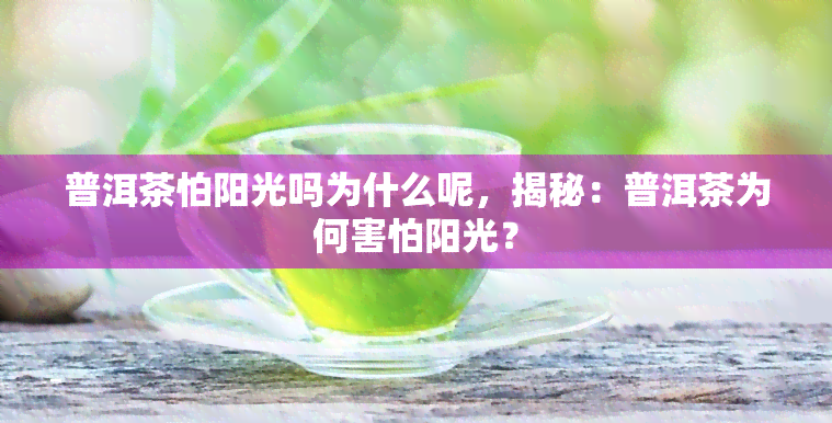 普洱茶怕阳光吗为什么呢，揭秘：普洱茶为何害怕阳光？