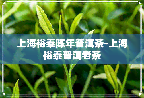 上海裕泰陈年普洱茶-上海裕泰普洱老茶