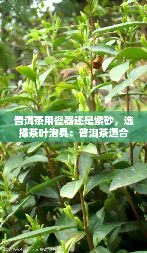 普洱茶用瓷器还是紫砂，选择茶叶泡具：普洱茶适合用瓷器还是紫砂？