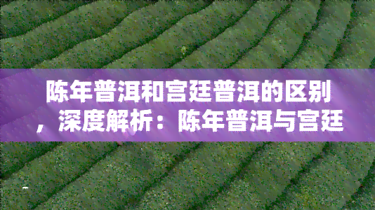 陈年普洱和宫廷普洱的区别，深度解析：陈年普洱与宫廷普洱的六大区别