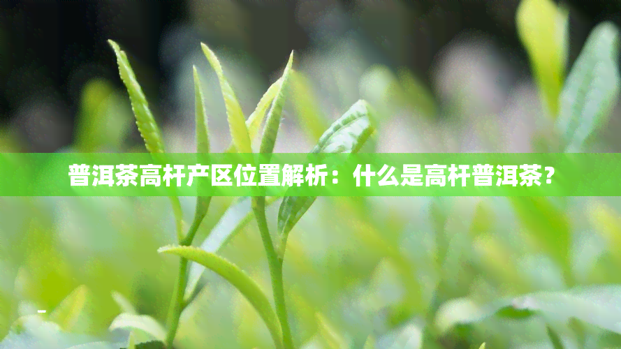 普洱茶高杆产区位置解析：什么是高杆普洱茶？