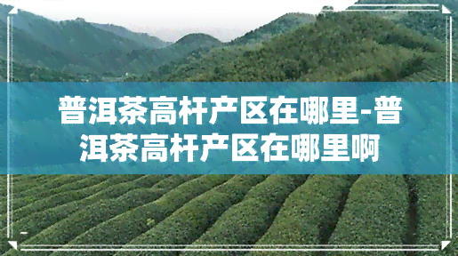 普洱茶高杆产区在哪里-普洱茶高杆产区在哪里啊