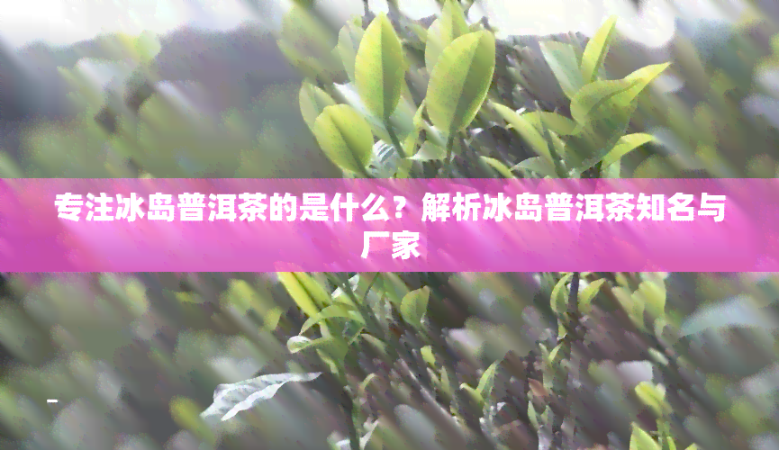 专注冰岛普洱茶的是什么？解析冰岛普洱茶知名与厂家