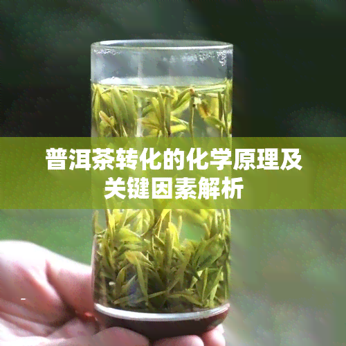 普洱茶转化的化学原理及关键因素解析