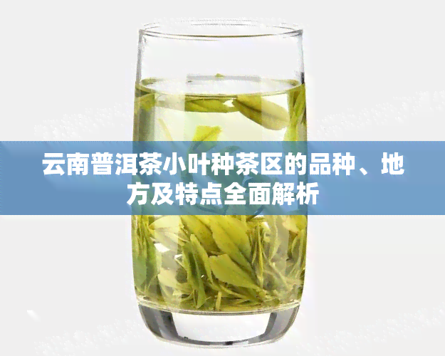 云南普洱茶小叶种茶区的品种、地方及特点全面解析