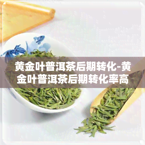 黄金叶普洱茶后期转化-黄金叶普洱茶后期转化率高吗