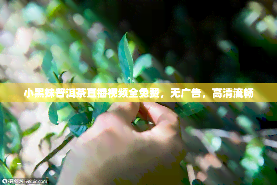 小黑妹普洱茶直播视频全免费，无广告，高清流畅