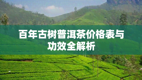 百年古树普洱茶价格表与功效全解析