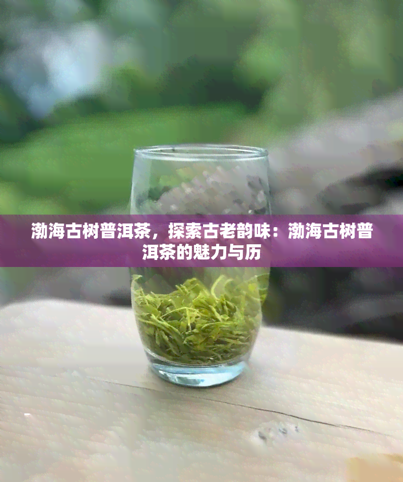 渤海古树普洱茶，探索古老韵味：渤海古树普洱茶的魅力与历