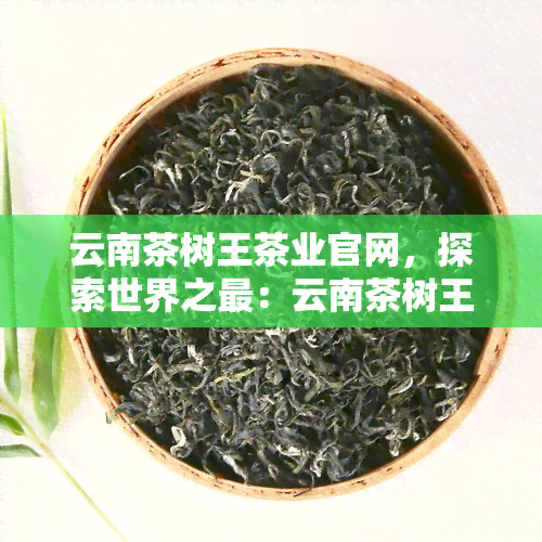 云南茶树王茶业官网，探索世界之最：云南茶树王茶业官网