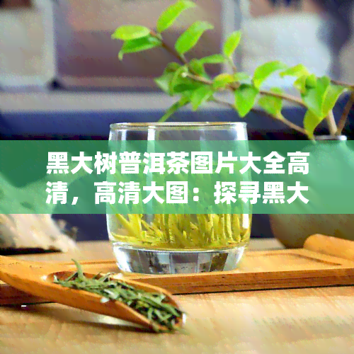 黑大树普洱茶图片大全高清，高清大图：探寻黑大树普洱茶的魅力世界