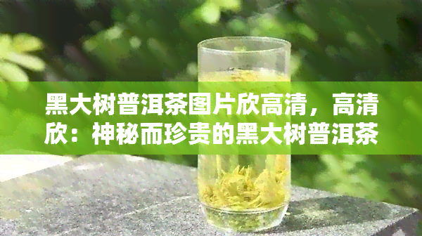 黑大树普洱茶图片欣高清，高清欣：神秘而珍贵的黑大树普洱茶图片