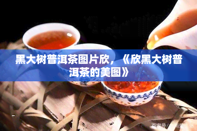 黑大树普洱茶图片欣，《欣黑大树普洱茶的美图》