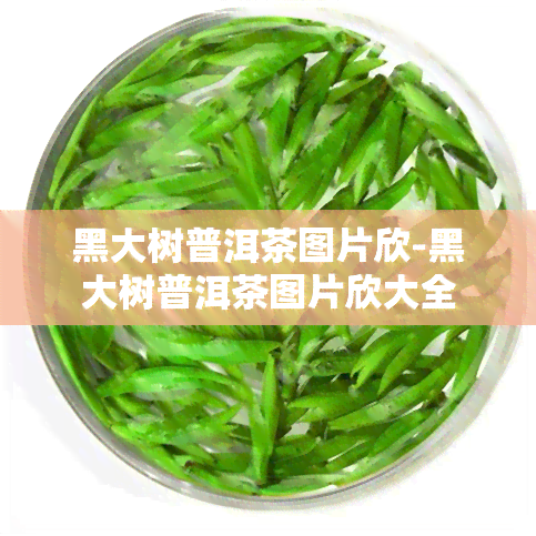 黑大树普洱茶图片欣-黑大树普洱茶图片欣大全