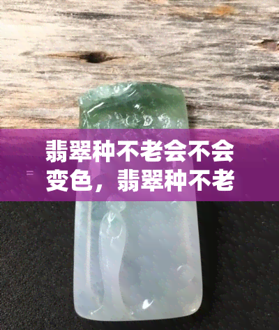 翡翠种不老会不会变色，翡翠种不老是否会变色：真相大揭秘！