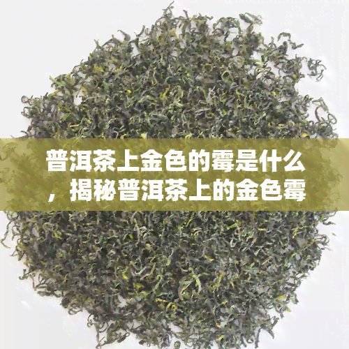 普洱茶上金色的霉是什么，揭秘普洱茶上的金色霉斑是什么？