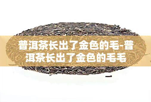 普洱茶长出了金色的毛-普洱茶长出了金色的毛毛