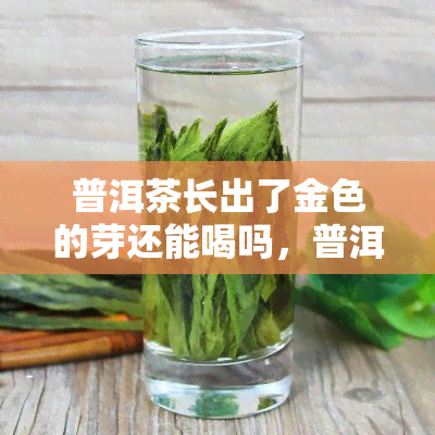 普洱茶长出了金色的芽还能喝吗，普洱茶长出金色芽，是否还能饮用？