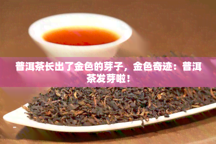 普洱茶长出了金色的芽子，金色奇迹：普洱茶发芽啦！