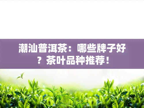 潮汕普洱茶：哪些牌子好？茶叶品种推荐！