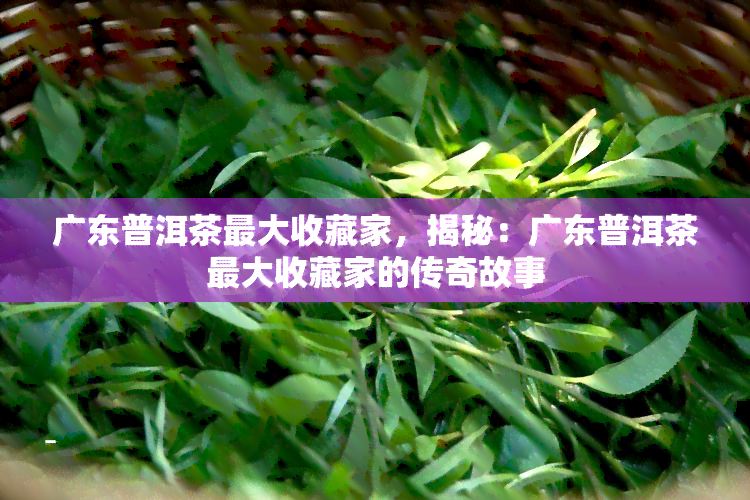 广东普洱茶更大收藏家，揭秘：广东普洱茶更大收藏家的传奇故事