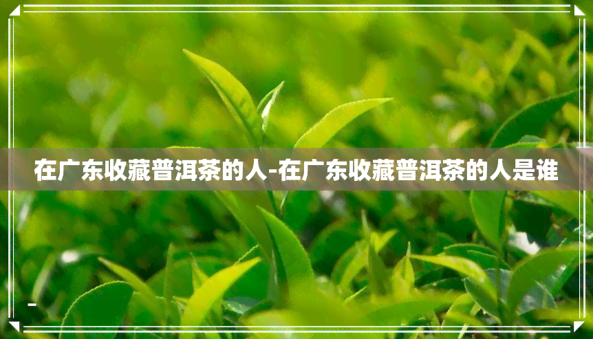 在广东收藏普洱茶的人-在广东收藏普洱茶的人是谁