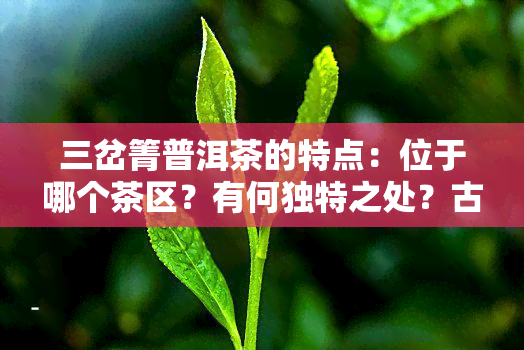 三岔箐普洱茶的特点：位于哪个茶区？有何独特之处？古树茶与三岔茶有何不同？探索普洱三岔河的魅力