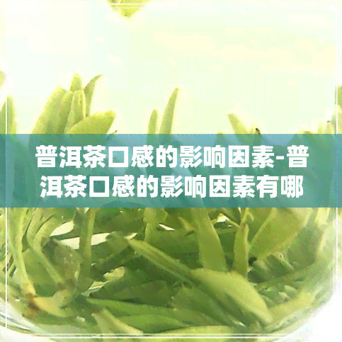 普洱茶口感的影响因素-普洱茶口感的影响因素有哪些