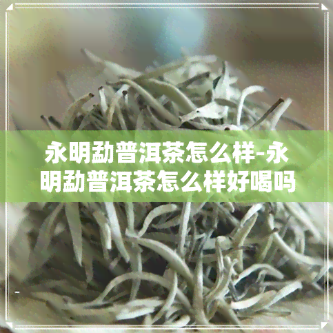 永明勐普洱茶怎么样-永明勐普洱茶怎么样好喝吗