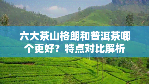 六大茶山格朗和普洱茶哪个更好？特点对比解析