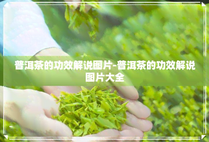 普洱茶的功效解说图片-普洱茶的功效解说图片大全