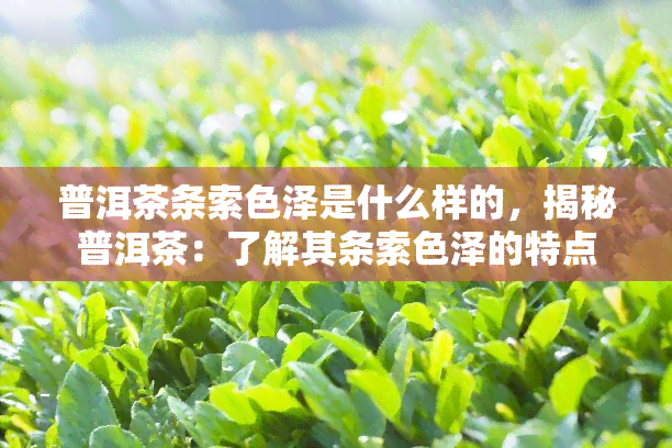 普洱茶条索色泽是什么样的，揭秘普洱茶：了解其条索色泽的特点