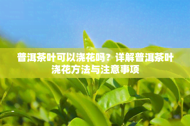 普洱茶叶可以浇花吗？详解普洱茶叶浇花方法与注意事项