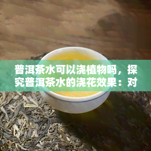 普洱茶水可以浇植物吗，探究普洱茶水的浇花效果：对植物有益还是有害？