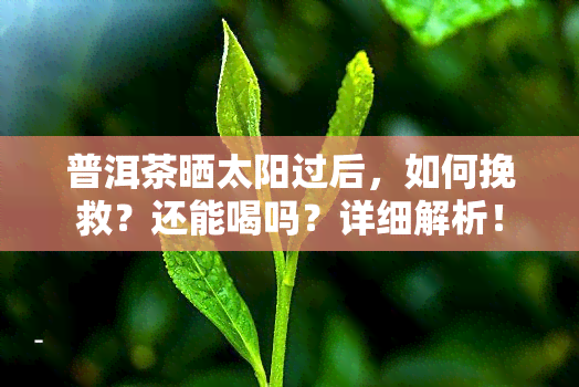 普洱茶晒太阳过后，如何挽救？还能喝吗？详细解析！